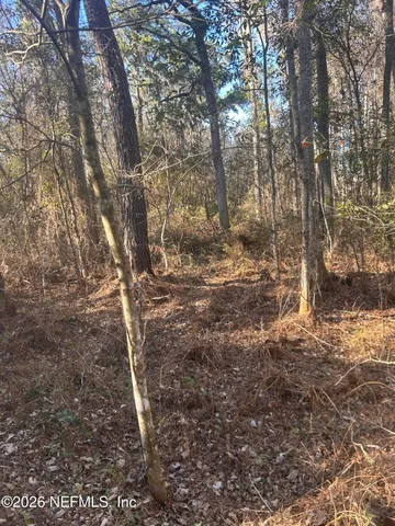 a view of dirt yard with a large tree