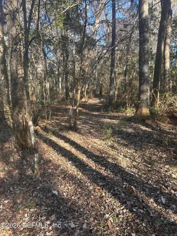 a close up of a plant in a yard