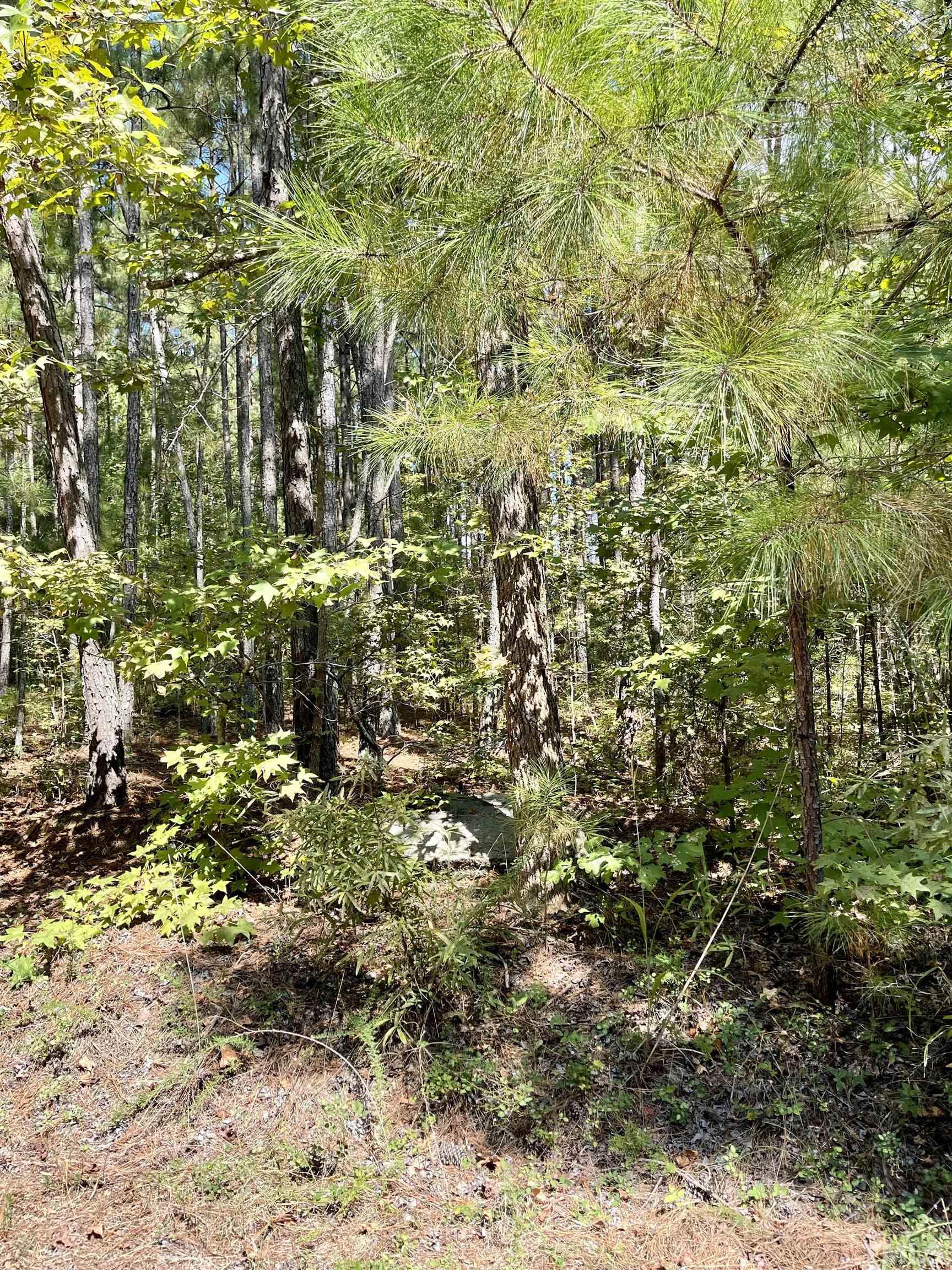 0 Raintree Lane Kittrell, NC 27544 - Photo 3 of 11 a view of a yard