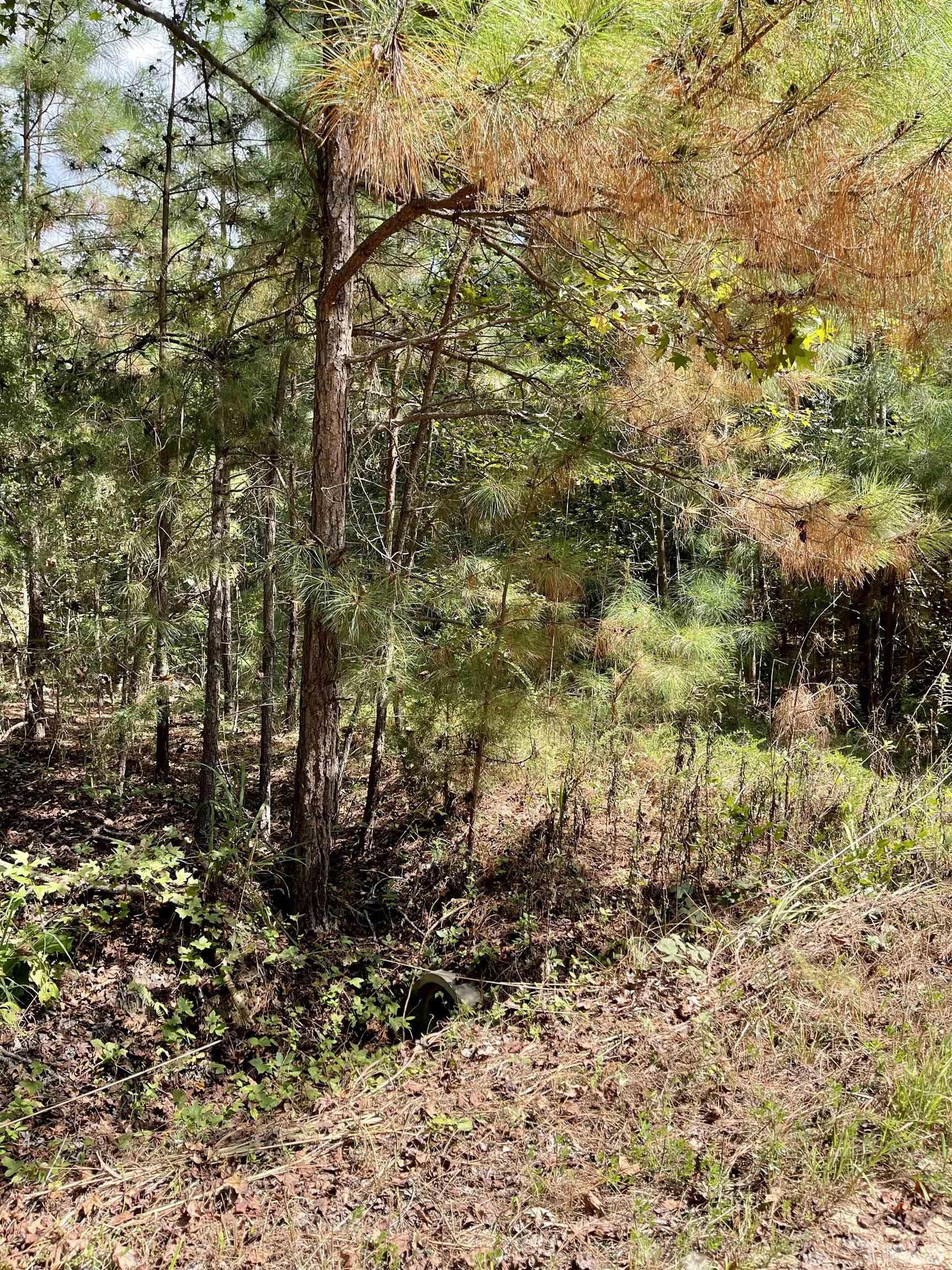 0 Raintree Lane Kittrell, NC 27544 - Photo 6 of 11 a view of a yard with plants and trees