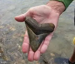 $540,000 | 1077 North Independence Drive, Montross, VA 22520