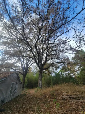 a view of a forest with trees in the background