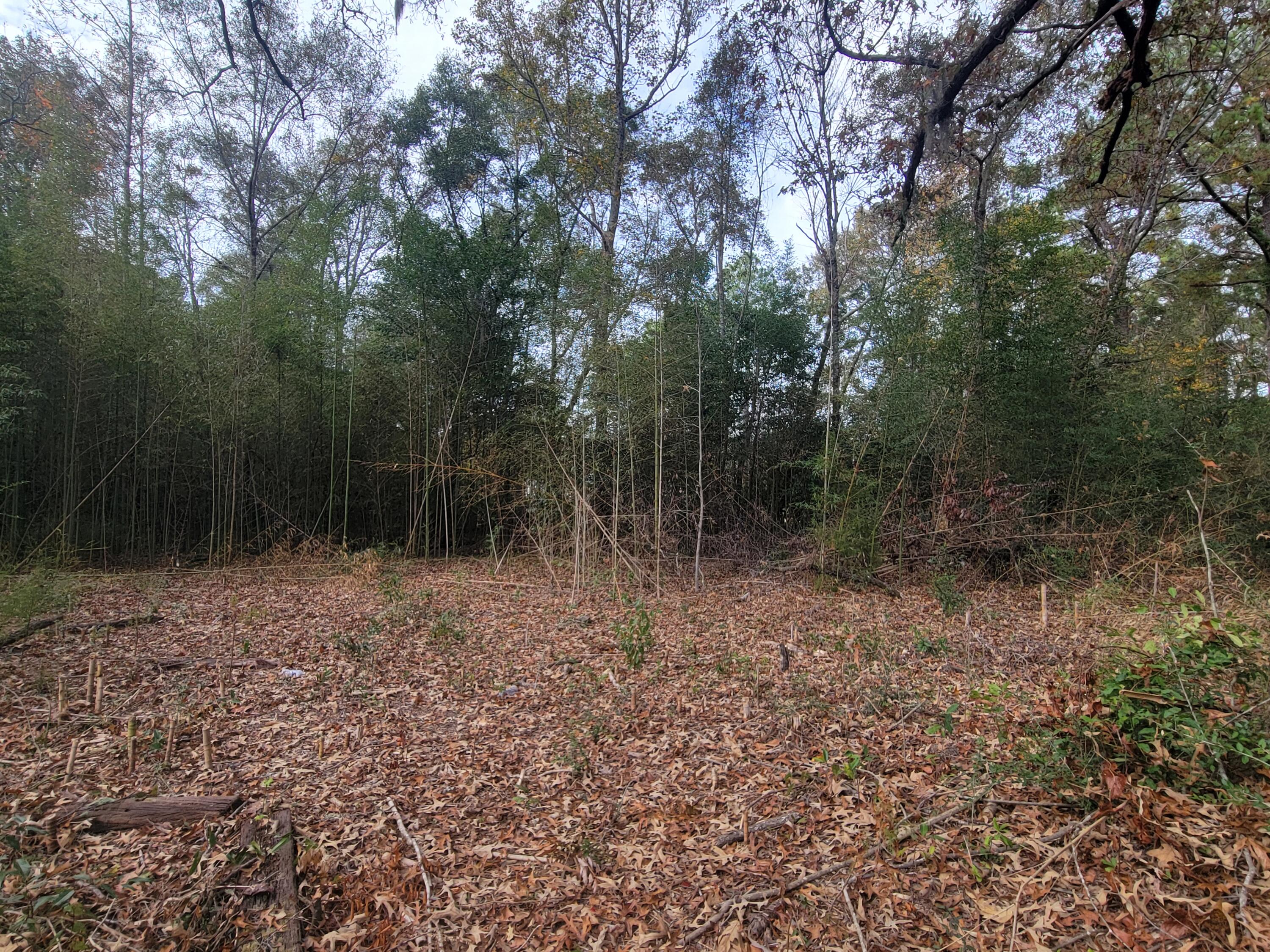228 Double Bridge Road Laurel Hill, FL 32567 - Photo 13 of 23 a view of a forest with trees in the background