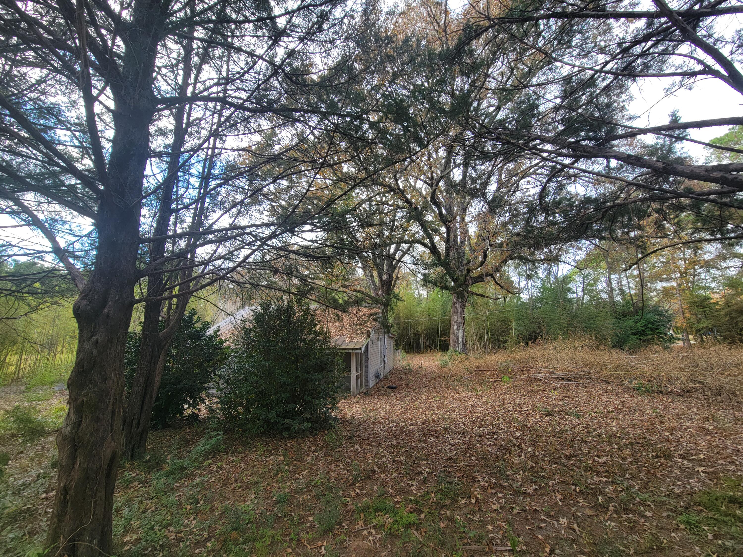 228 Double Bridge Road Laurel Hill, FL 32567 - Photo 10 of 23 a view of a forest with trees in the background