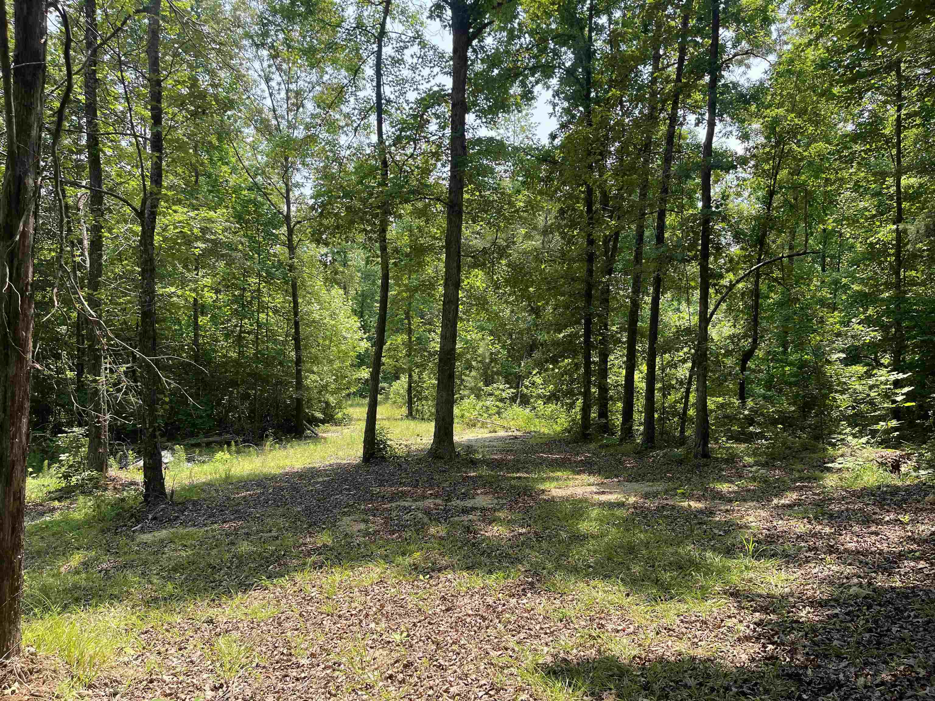 a big yard with lots of green space and trees