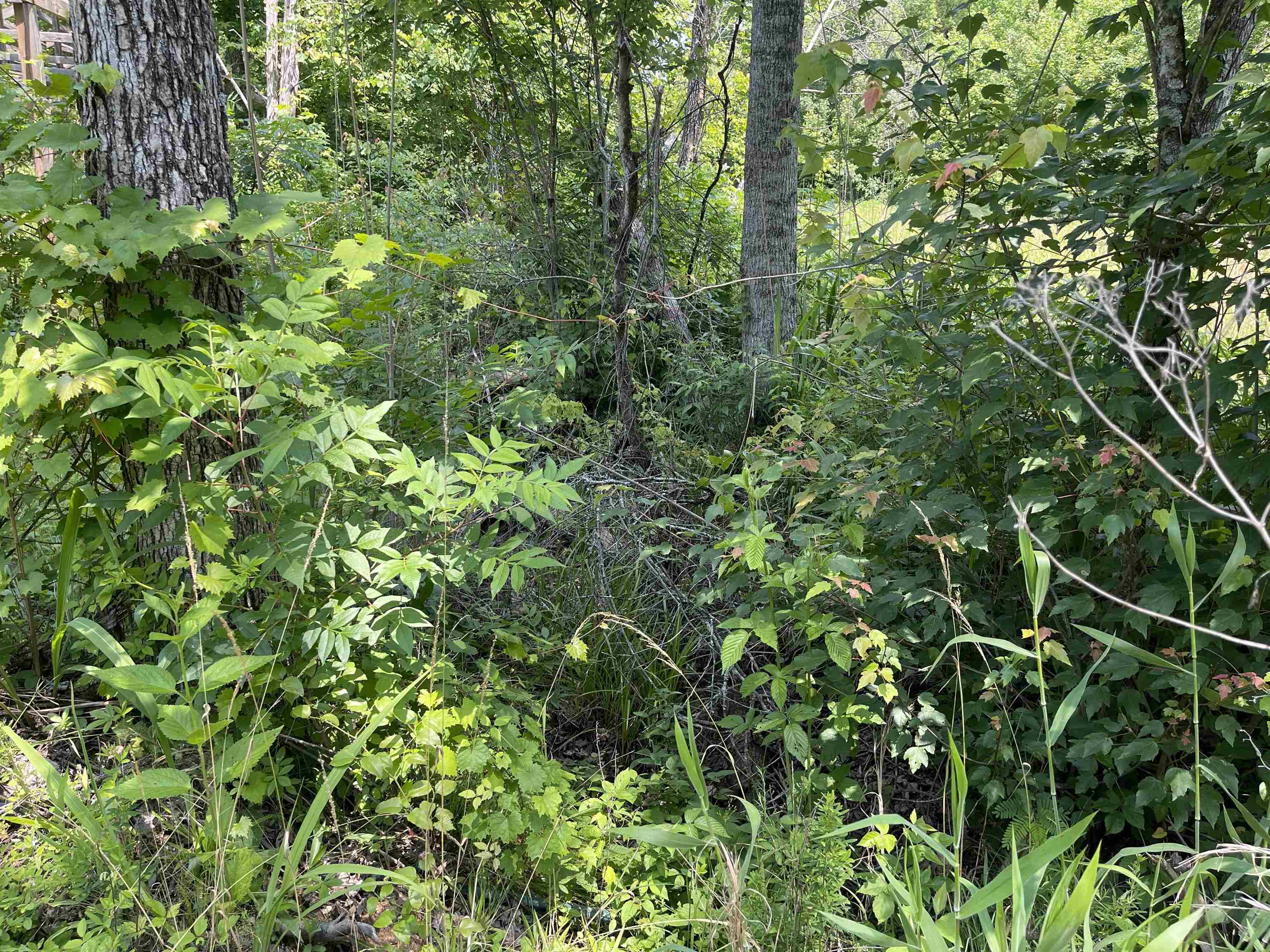 2460 Highway 421 Boone, NC 28607 - Photo 13 of 18 a view of a lush green forest