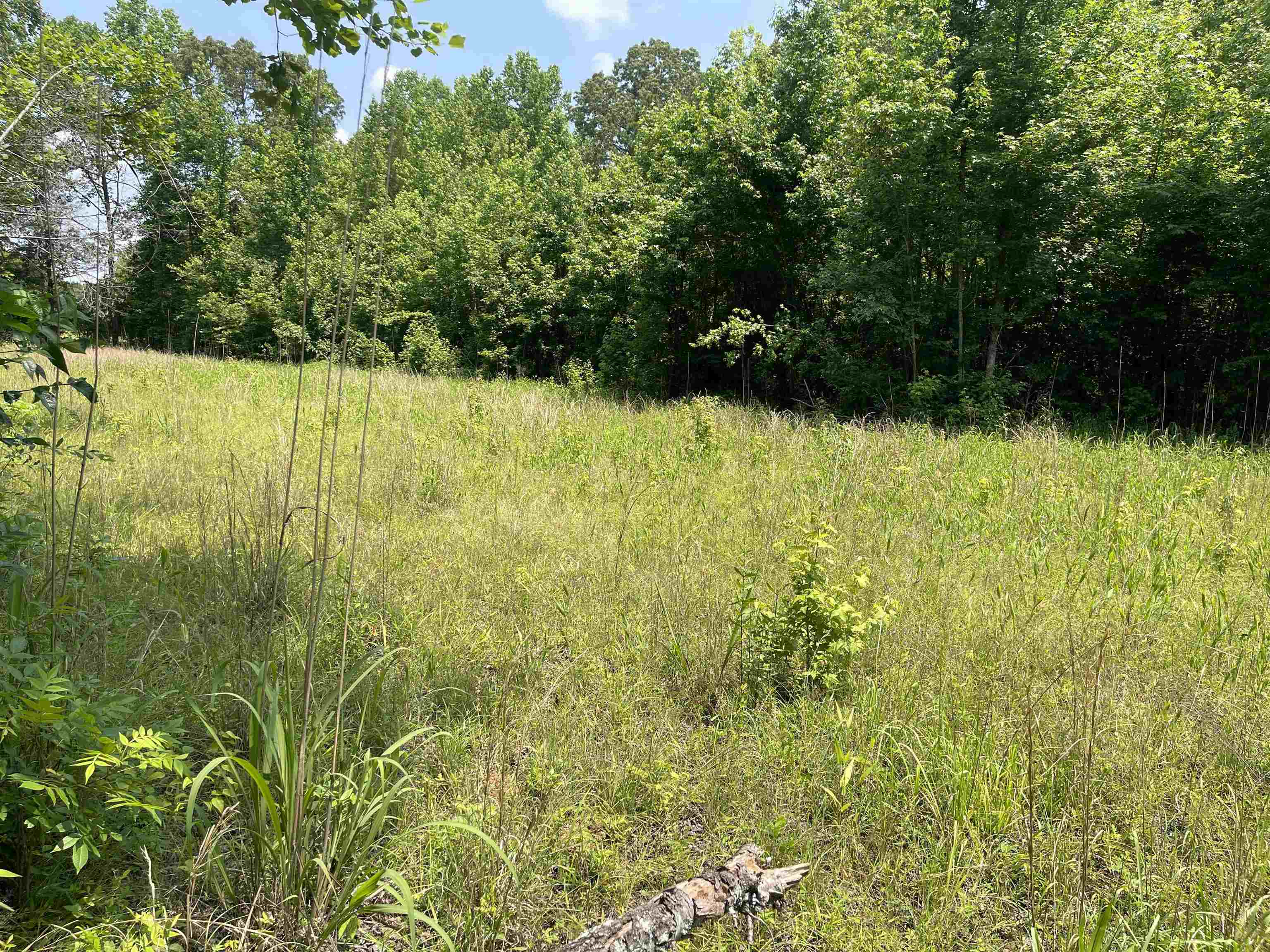 2460 Highway 421 Boone, NC 28607 - Photo 14 of 18 a view of yard with green space