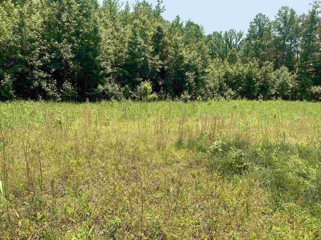 a view of yard with green space