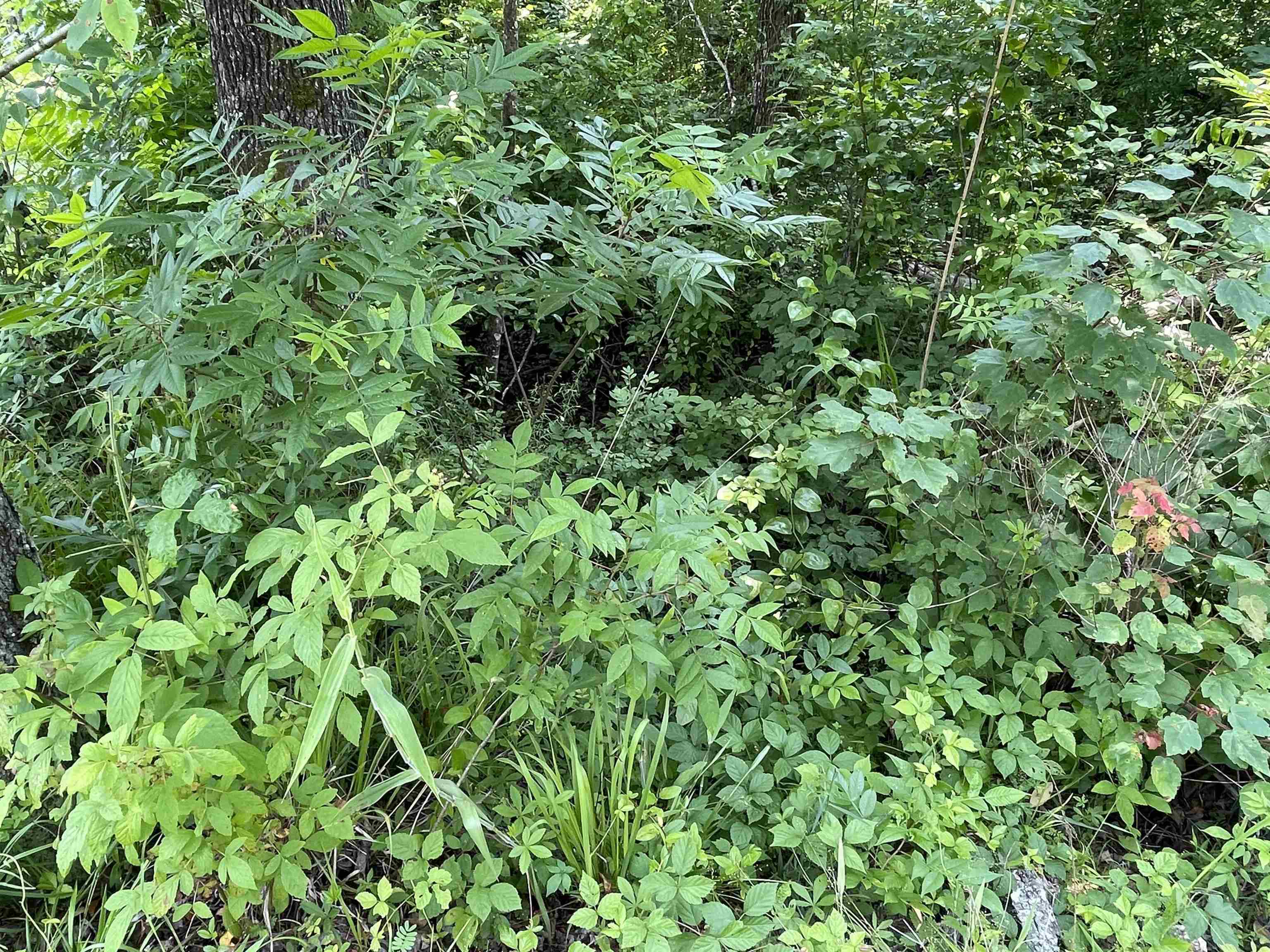 2460 Highway 421 Boone, NC 28607 - Photo 17 of 18 a view of a lush green forest