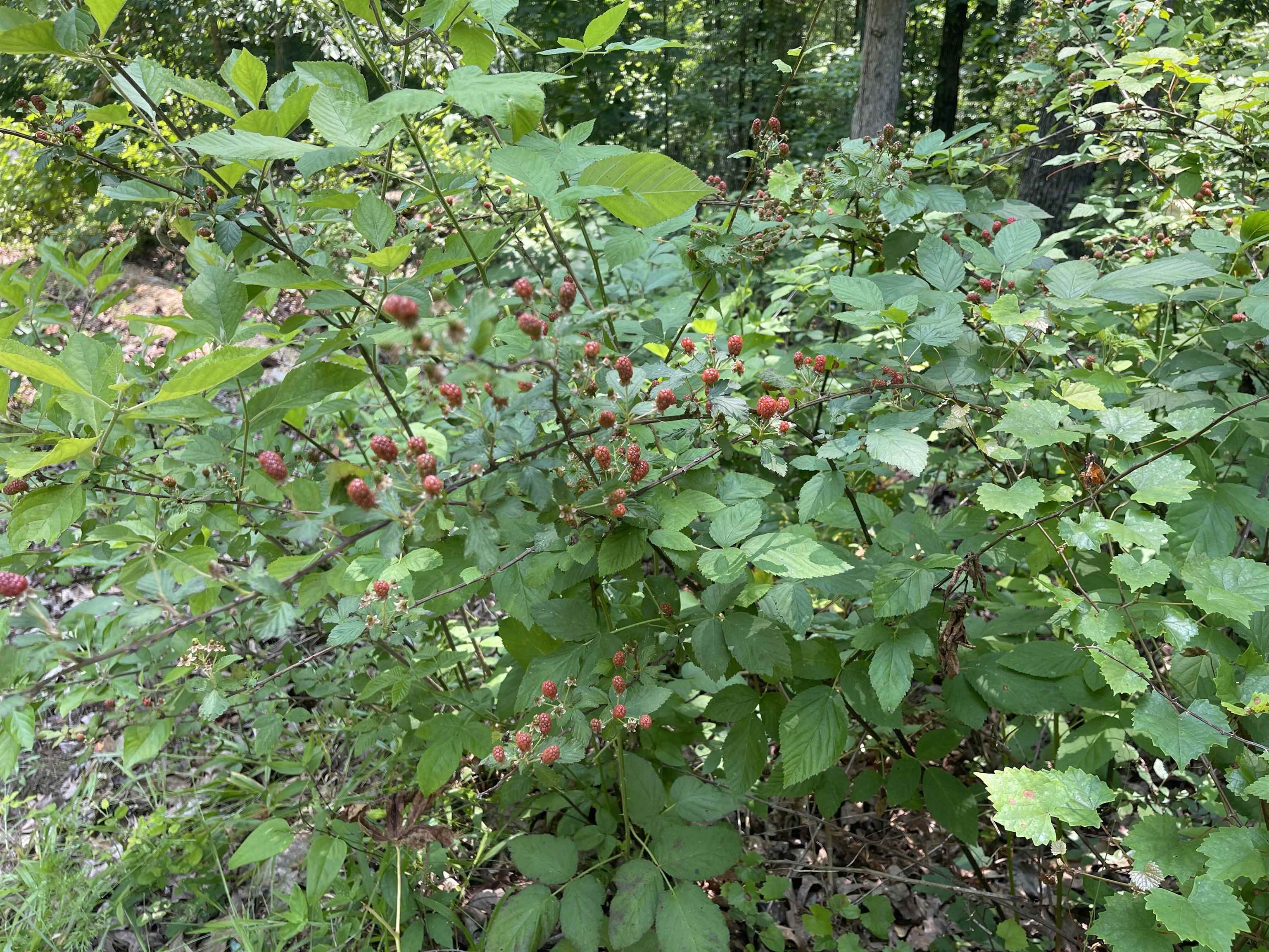 2460 Highway 421 Boone, NC 28607 - Photo 4 of 18 a backyard of a house with lots of plants