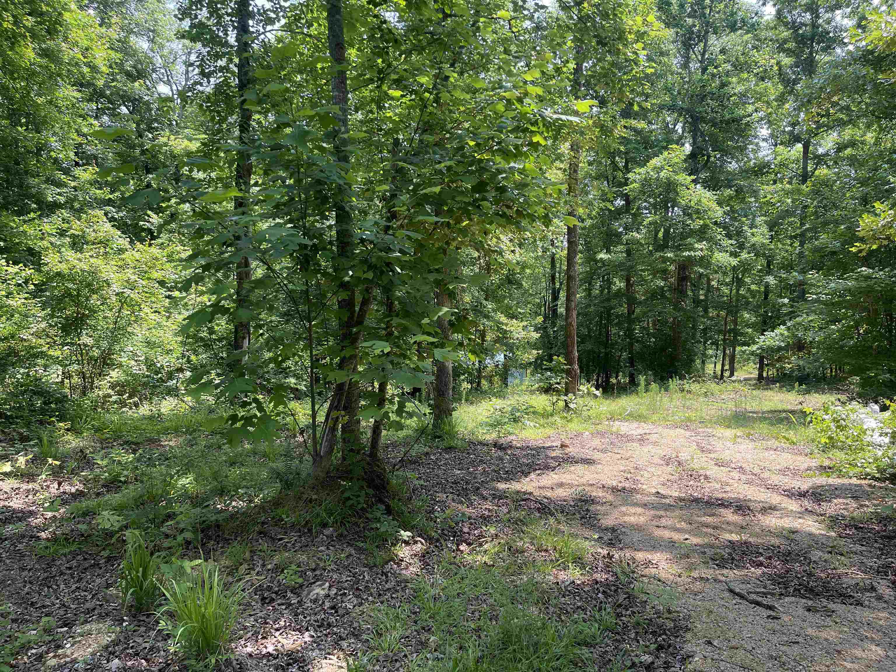 2460 Highway 421 Boone, NC 28607 - Photo 5 of 18 a big yard with lots of green space and trees