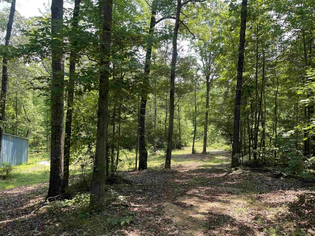 a view of a forest with trees