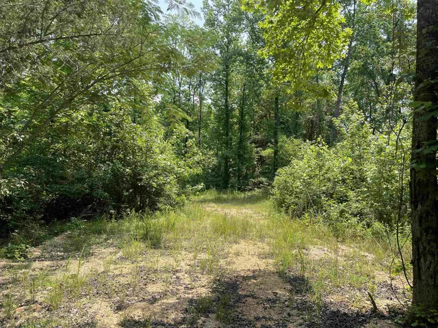 a view of a yard with plants and large trees