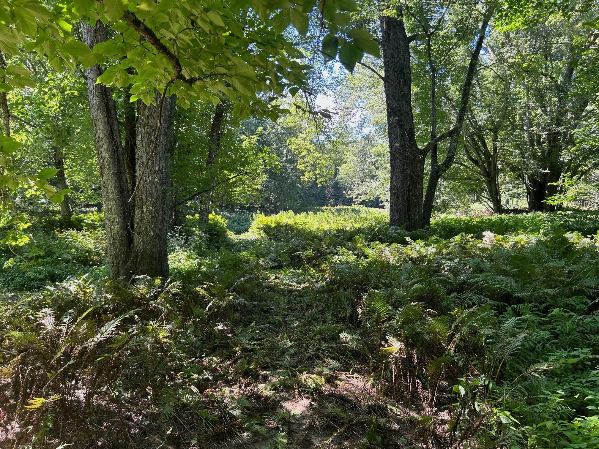 0 Thorndike Road Unity, ME 04988 - Photo 26 of 28 Trail to River 2