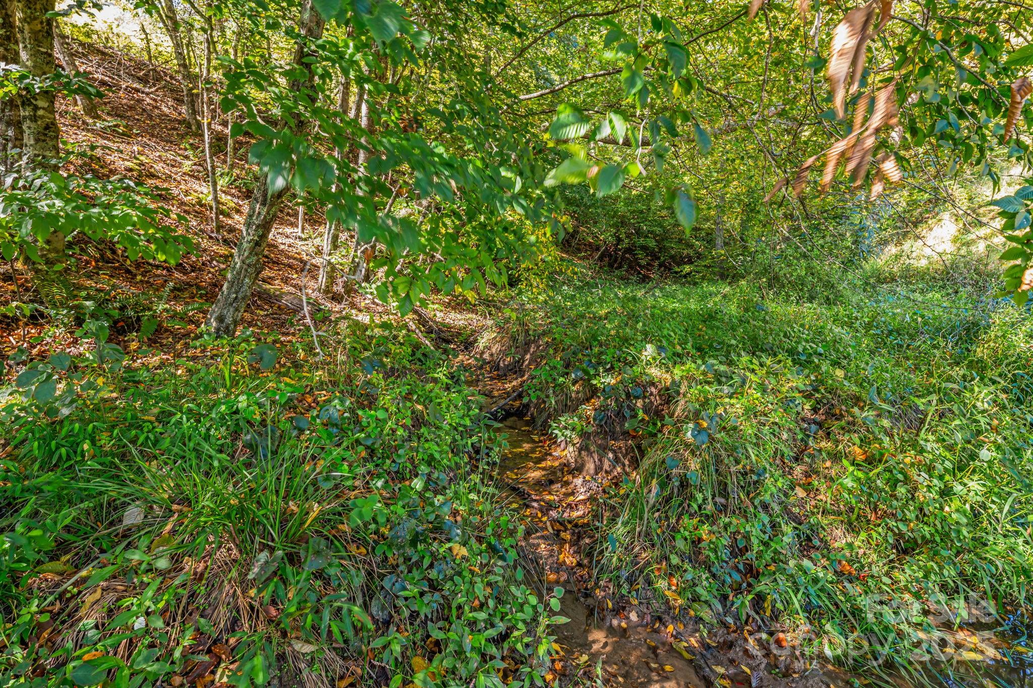 0 Maney Br Road Burnsville, NC 28714 - Photo 11 of 48 a view of a lush green forest