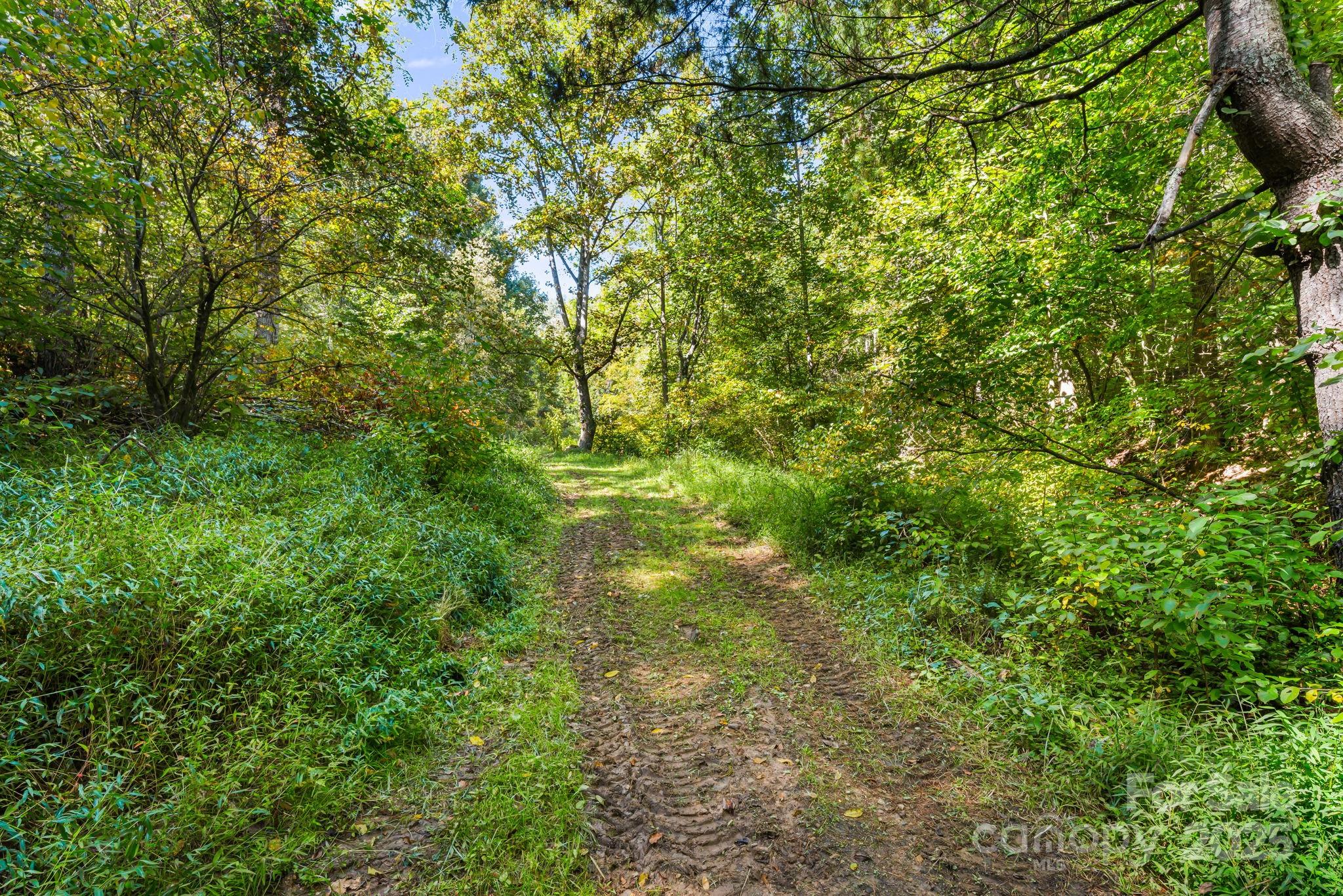 0 Maney Br Road Burnsville, NC 28714 - Photo 17 of 48 a view of a yard