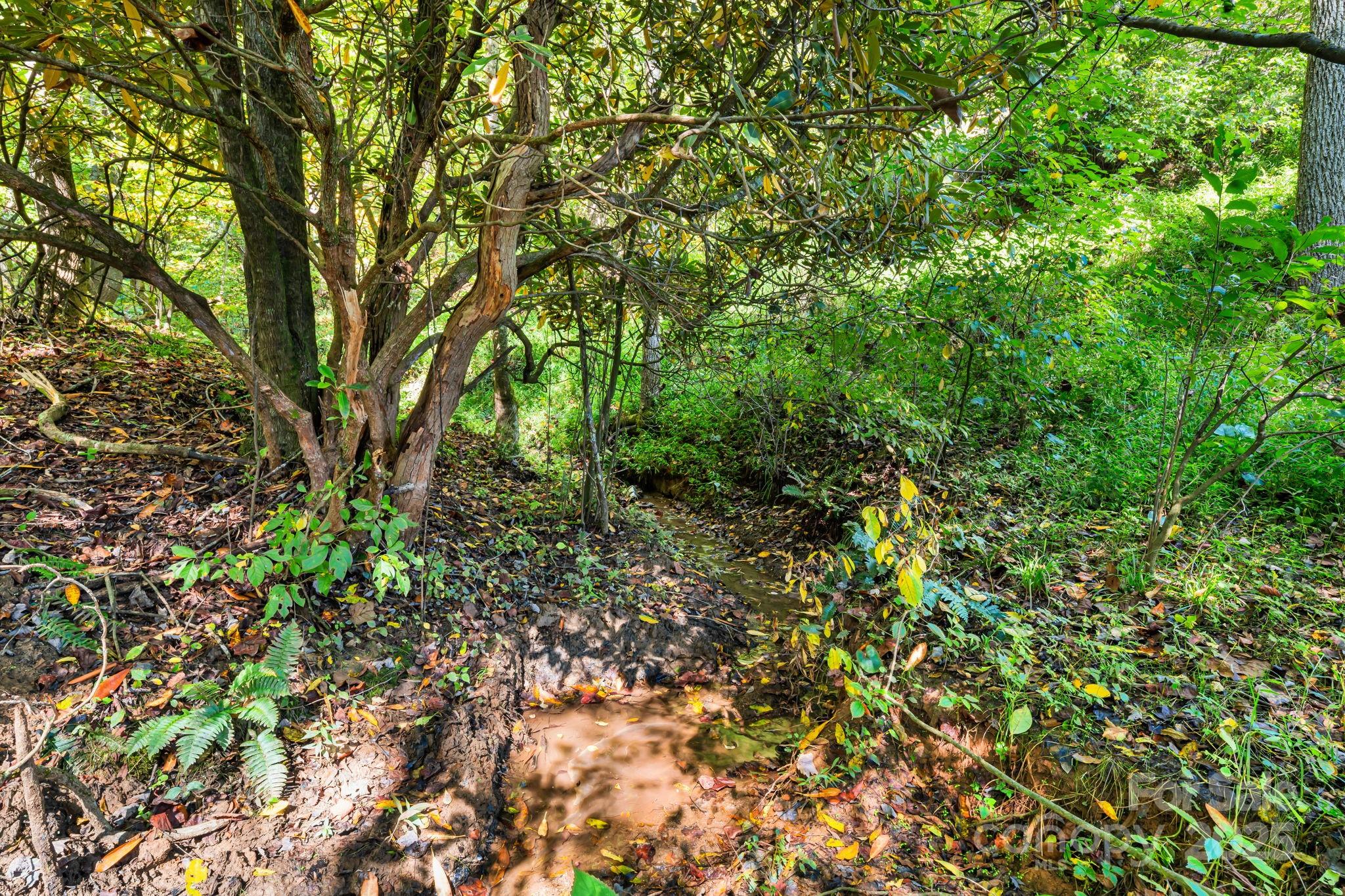 0 Maney Br Road Burnsville, NC 28714 - Photo 18 of 48 a backyard of a house with lots of plants