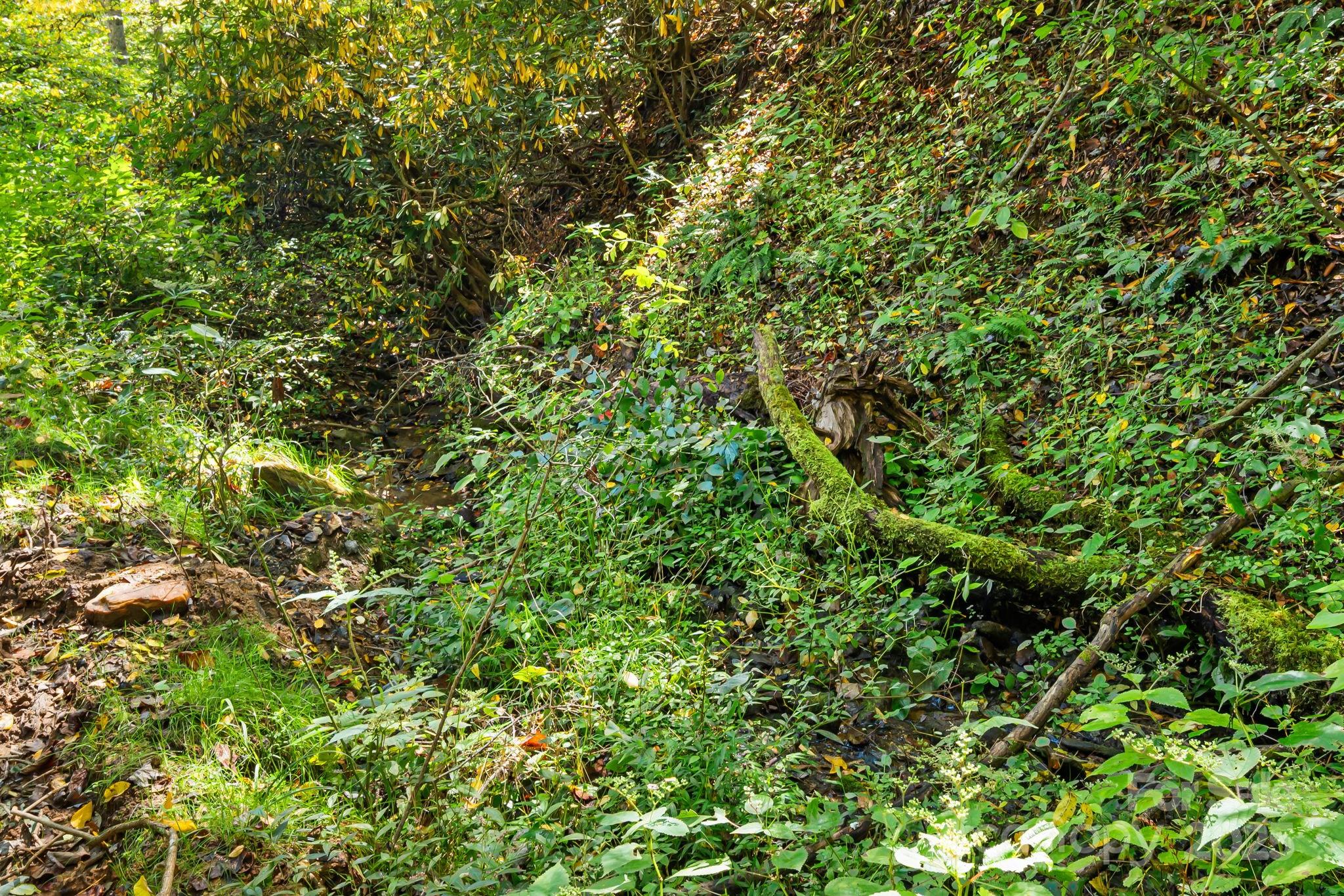 0 Maney Br Road Burnsville, NC 28714 - Photo 19 of 48 a view of a lush green forest