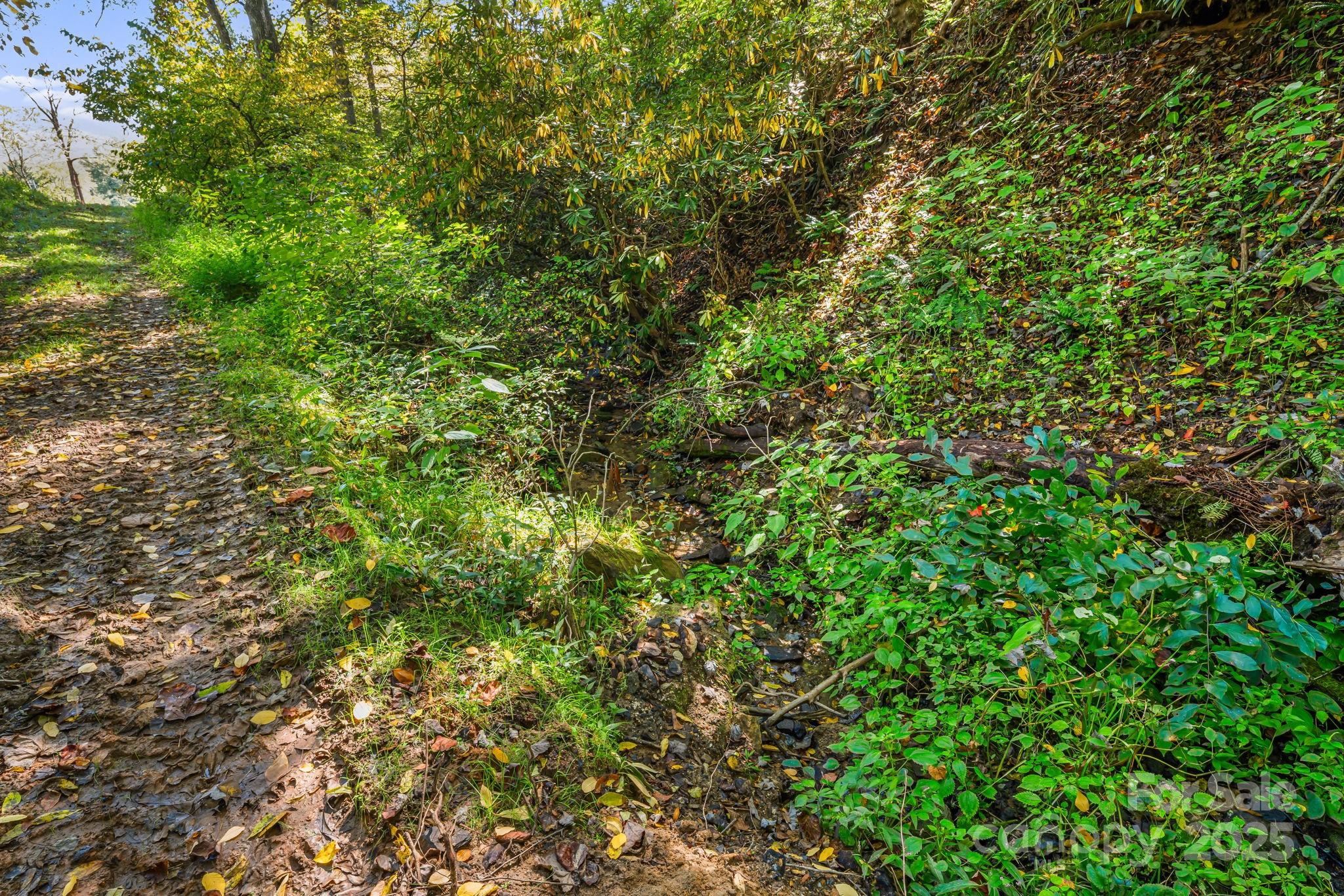 0 Maney Br Road Burnsville, NC 28714 - Photo 21 of 48 a view of a lush green forest