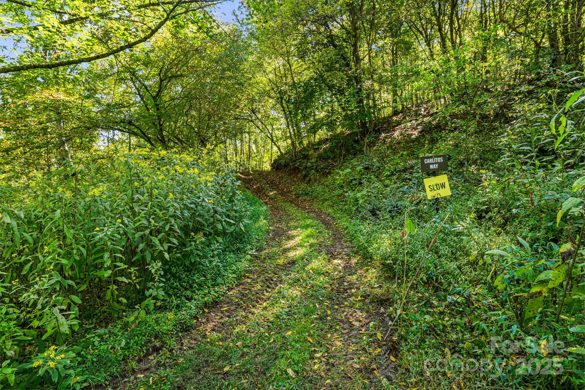 0 Maney Br Road Burnsville, NC 28714 - Photo 24 of 48 a view of a lush green forest