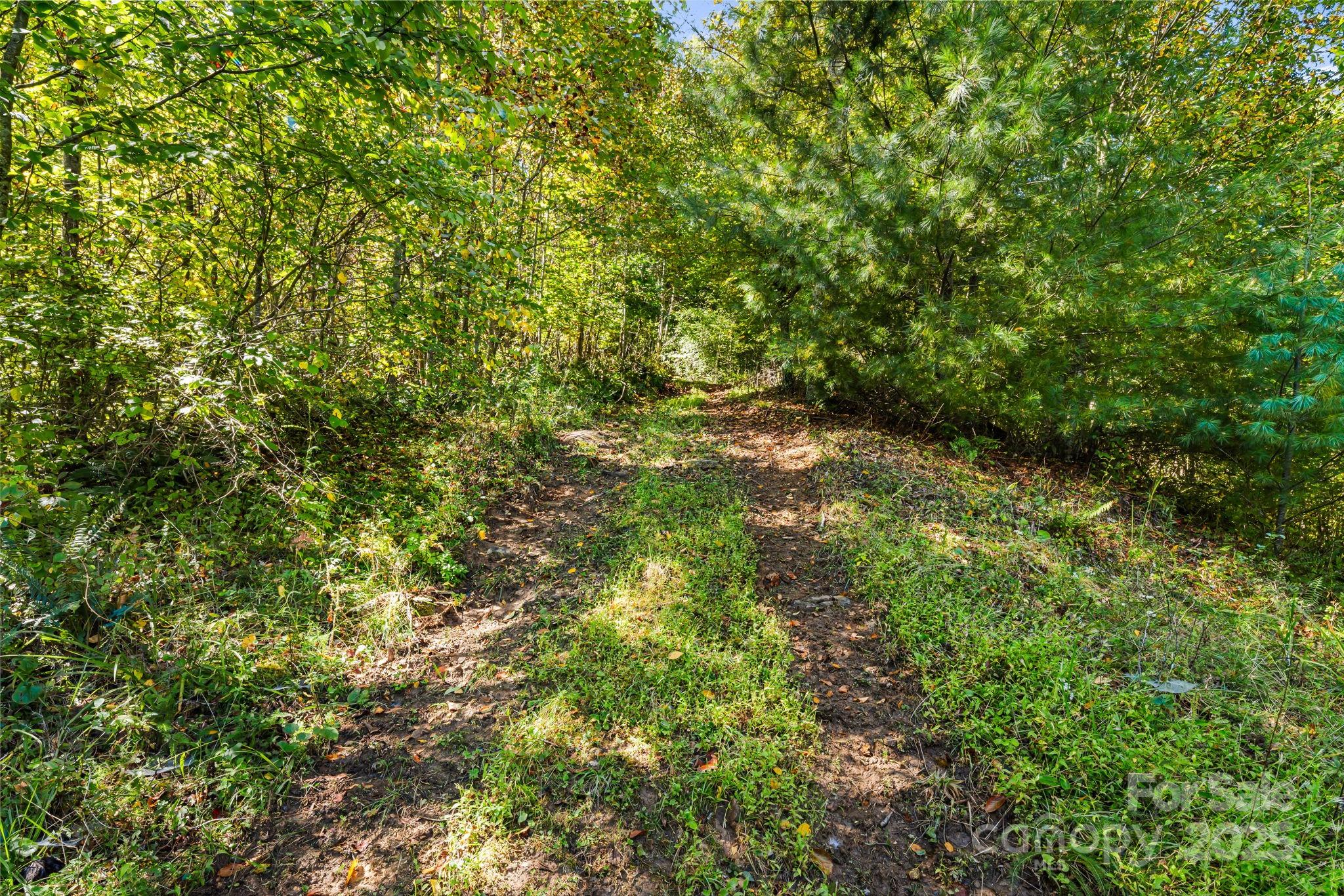 0 Maney Br Road Burnsville, NC 28714 - Photo 27 of 48 a view of a lush green forest with large trees