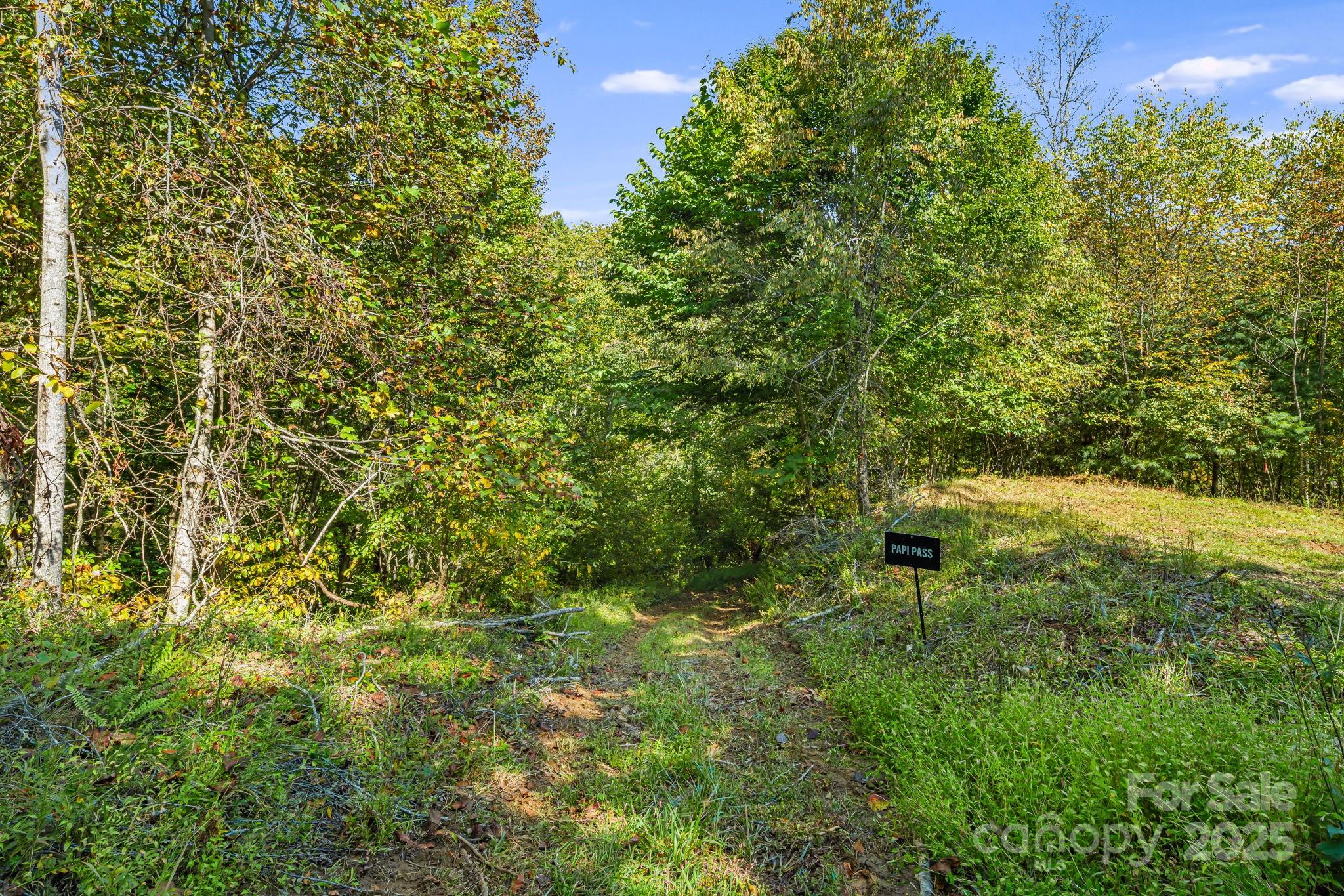 0 Maney Br Road Burnsville, NC 28714 - Photo 28 of 48 a view of a yard with plants and large trees