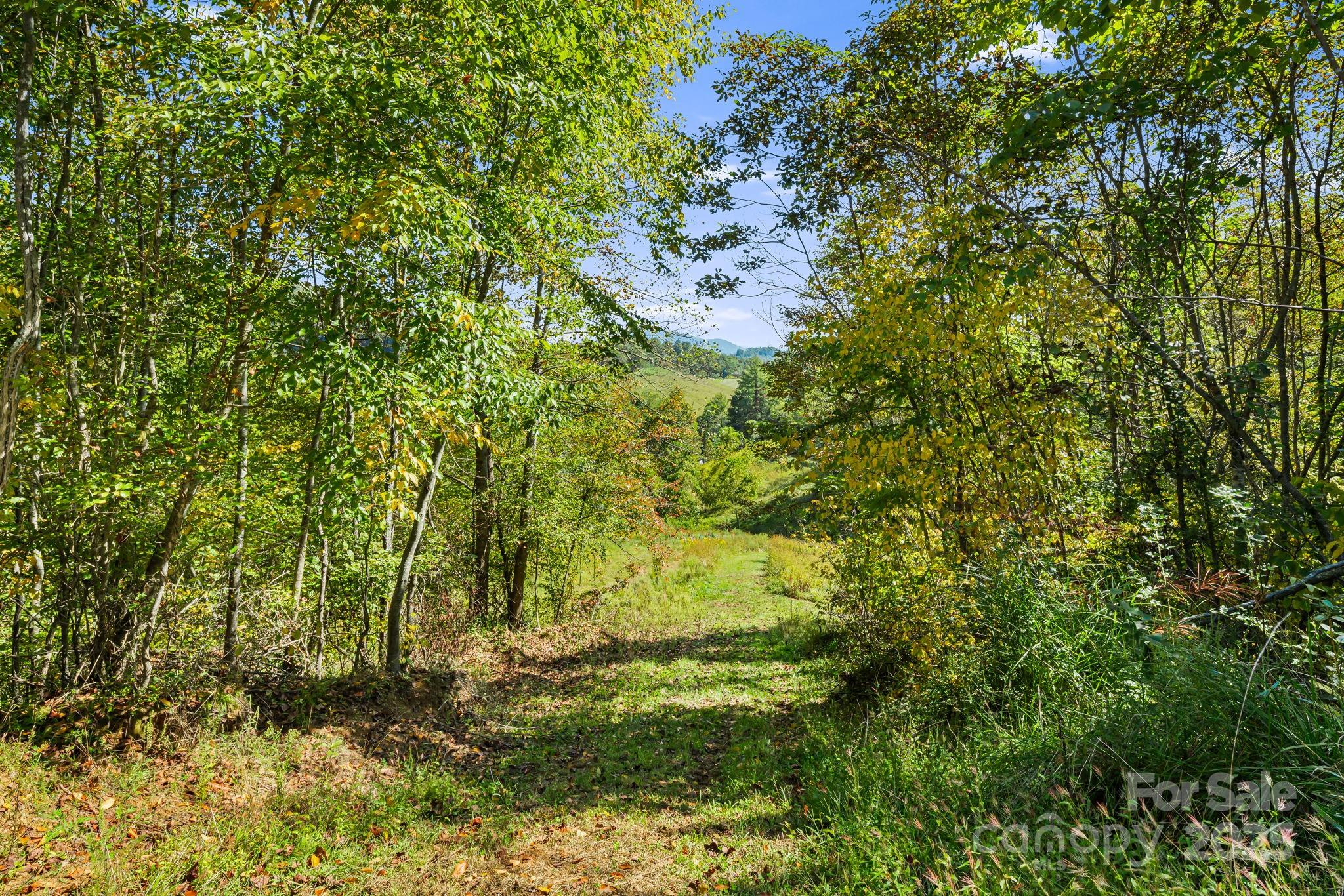 0 Maney Br Road Burnsville, NC 28714 - Photo 29 of 48 a view of a yard with plants