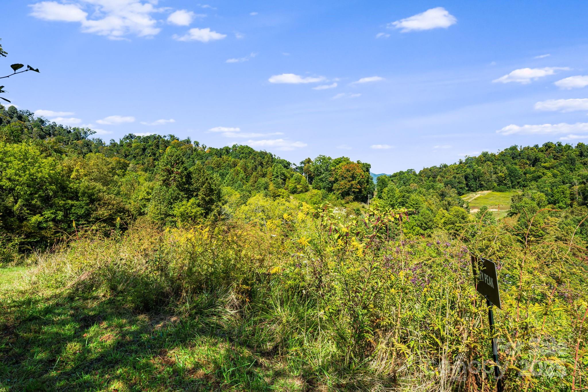 0 Maney Br Road Burnsville, NC 28714 - Photo 34 of 48 a view of a bunch of plants and trees