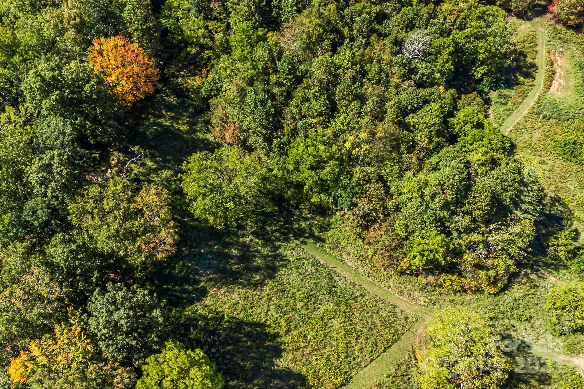 0 Maney Br Road Burnsville, NC 28714 - Photo 38 of 48 a view of a tree