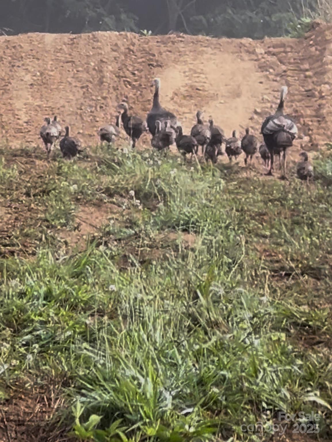 0 Maney Br Road Burnsville, NC 28714 - Photo 41 of 48