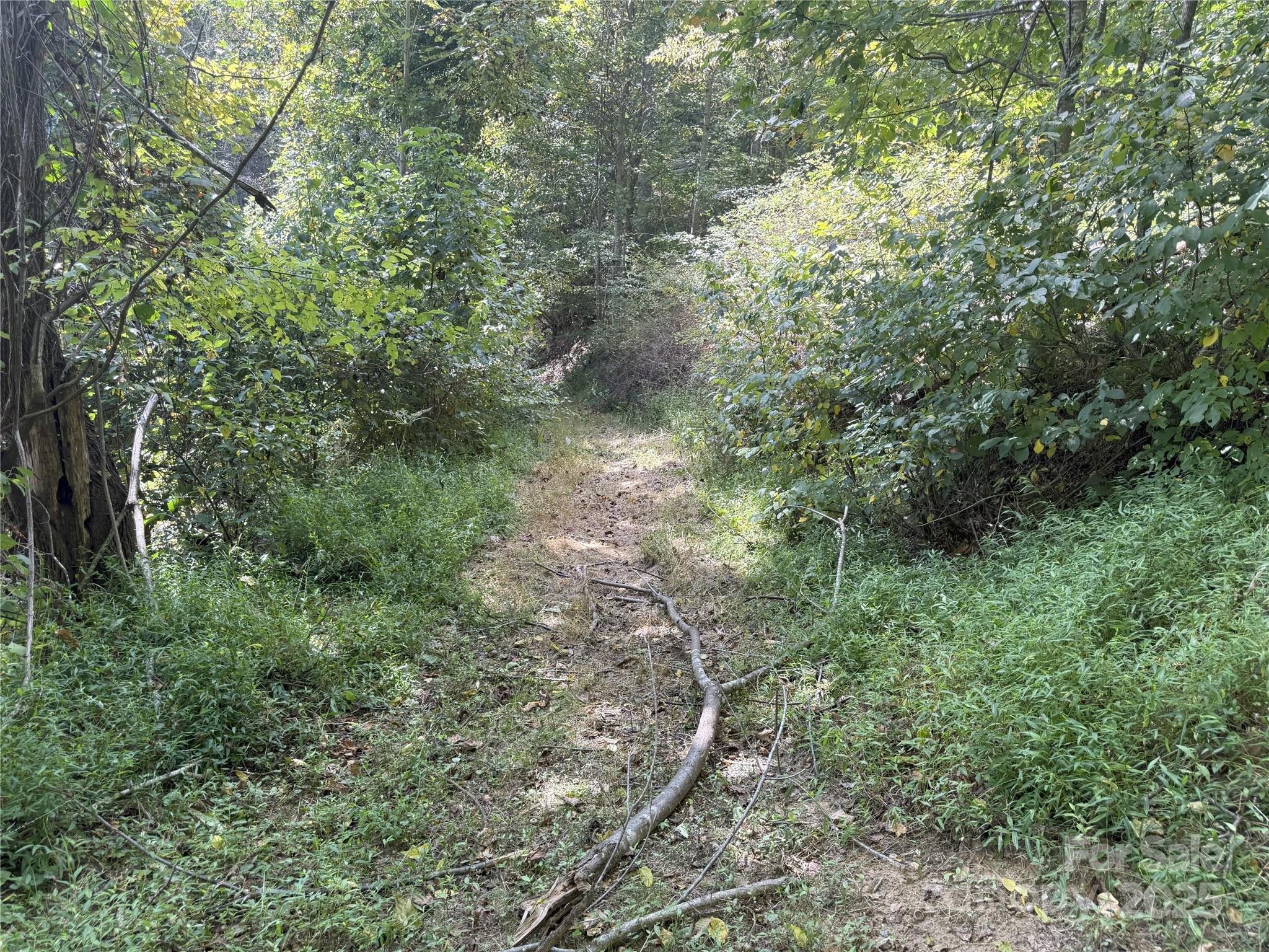 0 Maney Br Road Burnsville, NC 28714 - Photo 42 of 48 a view of a forest with lots of trees