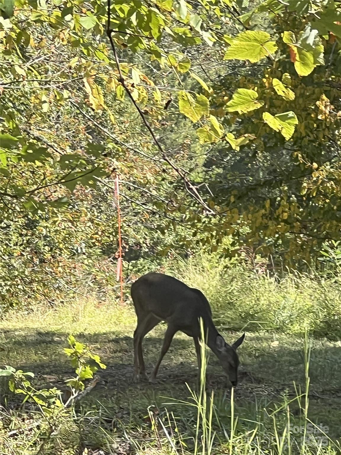 0 Maney Br Road Burnsville, NC 28714 - Photo 43 of 48