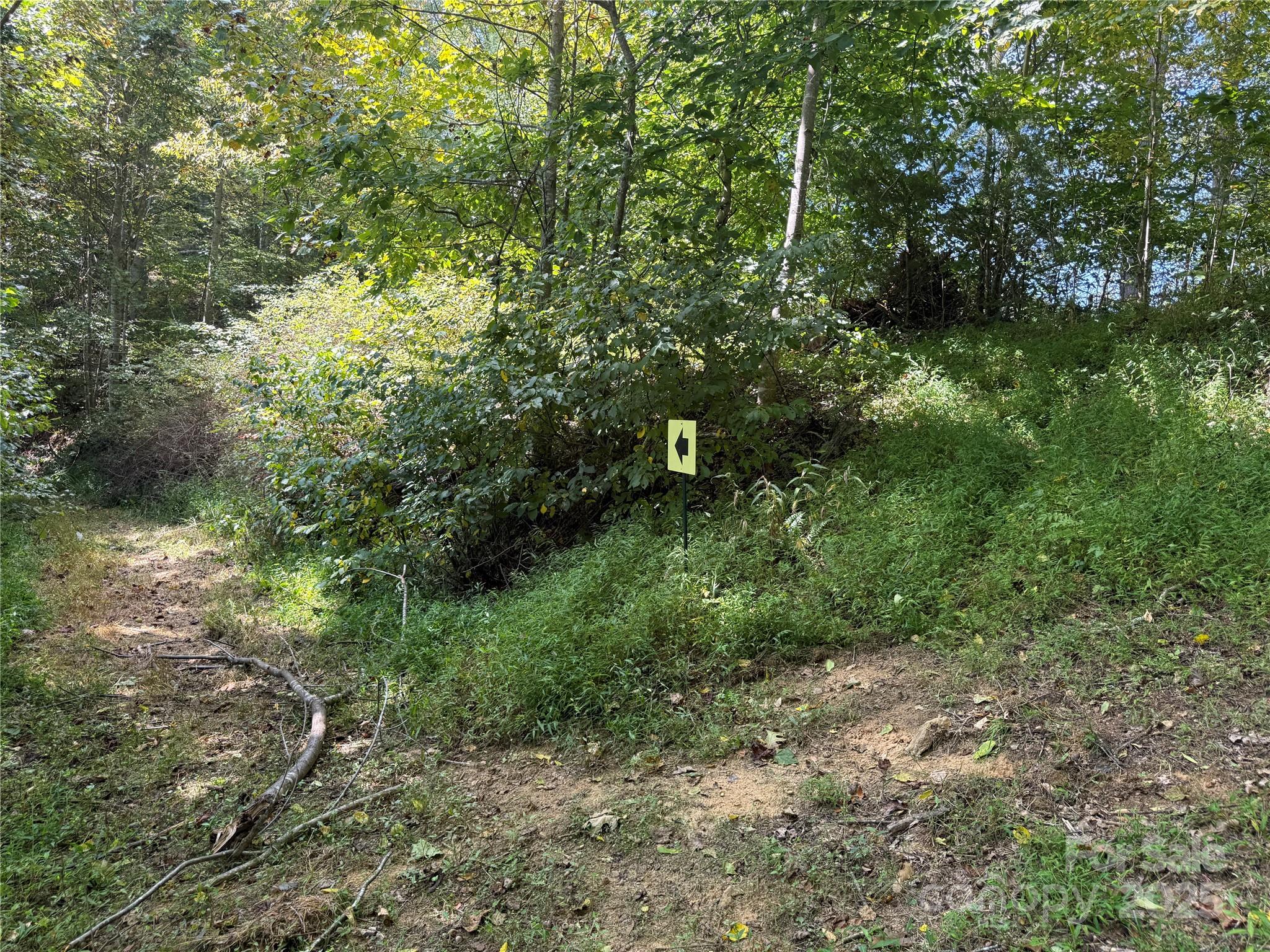 0 Maney Br Road Burnsville, NC 28714 - Photo 46 of 48 a view of a forest with lots of bushes