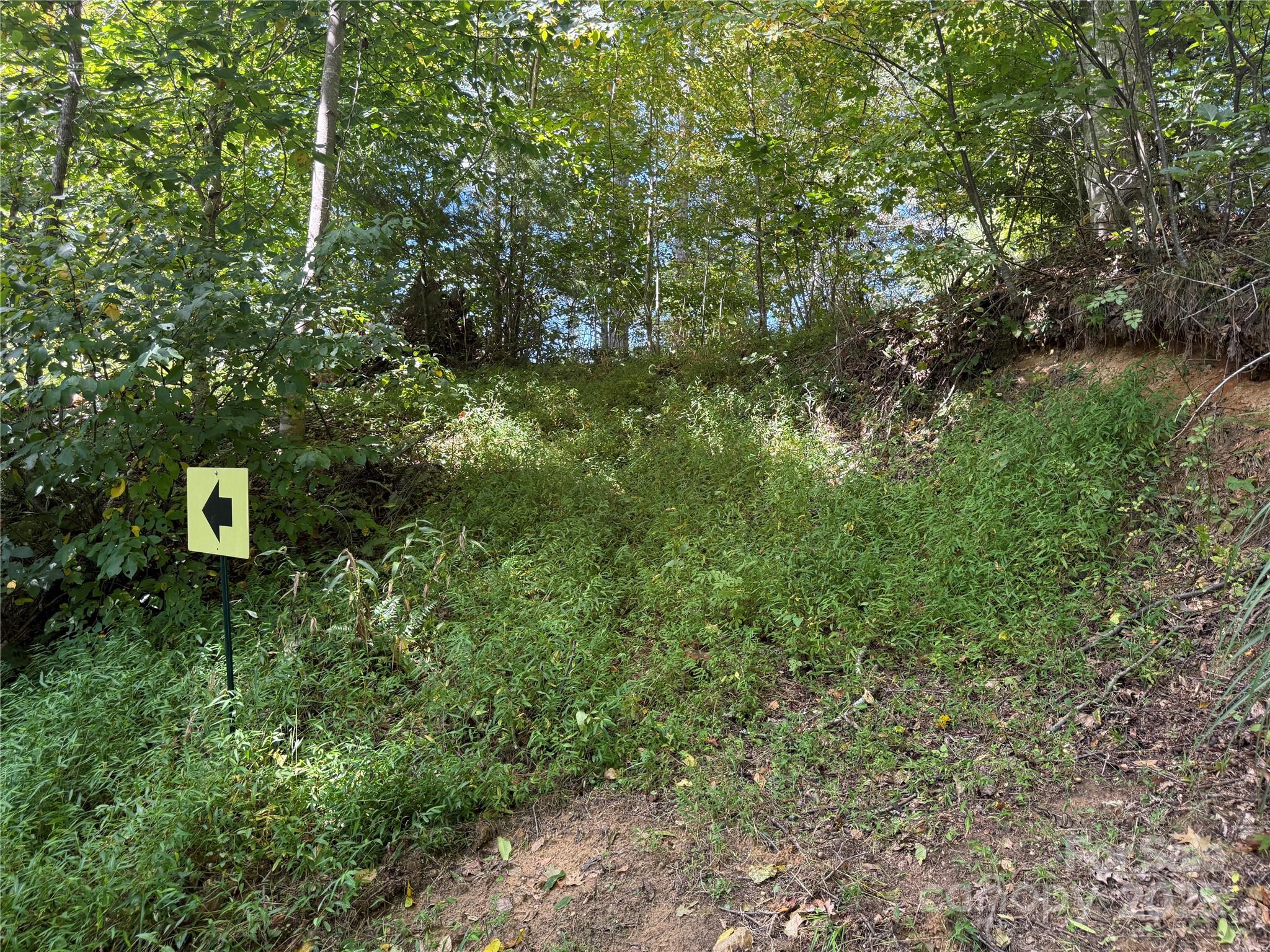 0 Maney Br Road Burnsville, NC 28714 - Photo 47 of 48 a close up of a tree in a forest