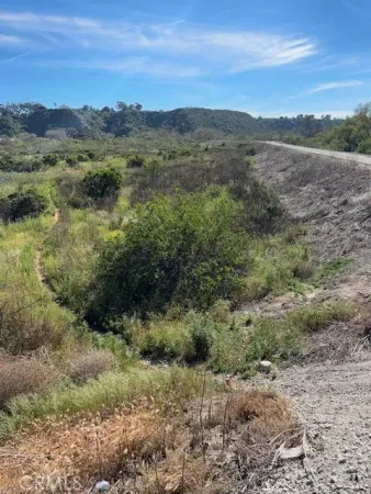 a view of a forest with trees in the background