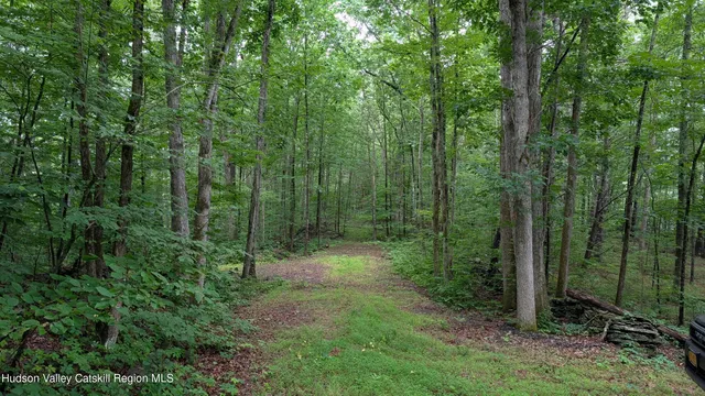 a view of a forest that has large trees