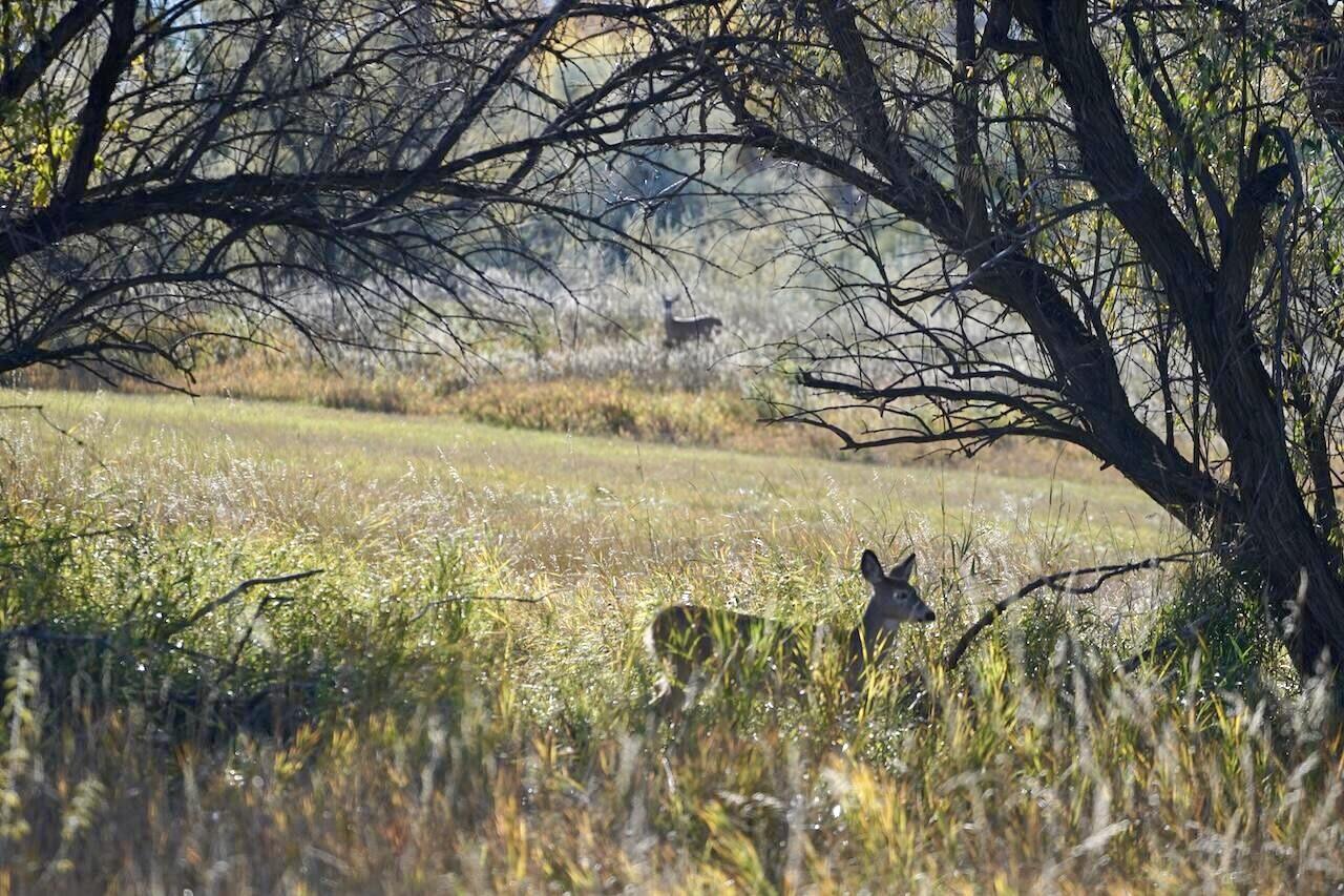 2643 Teal Spring Drive Sheridan, WY 82801 - Photo 6 of 8 TS Deer