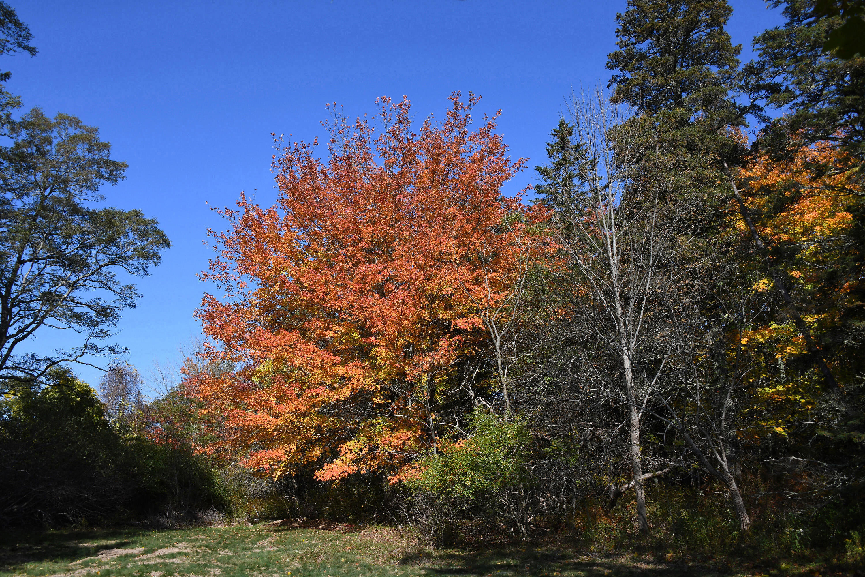 0 North Deer Isle Road Deer Isle, ME 04627 - Photo 9 of 22 000_NorthDeerIsleRoad_004