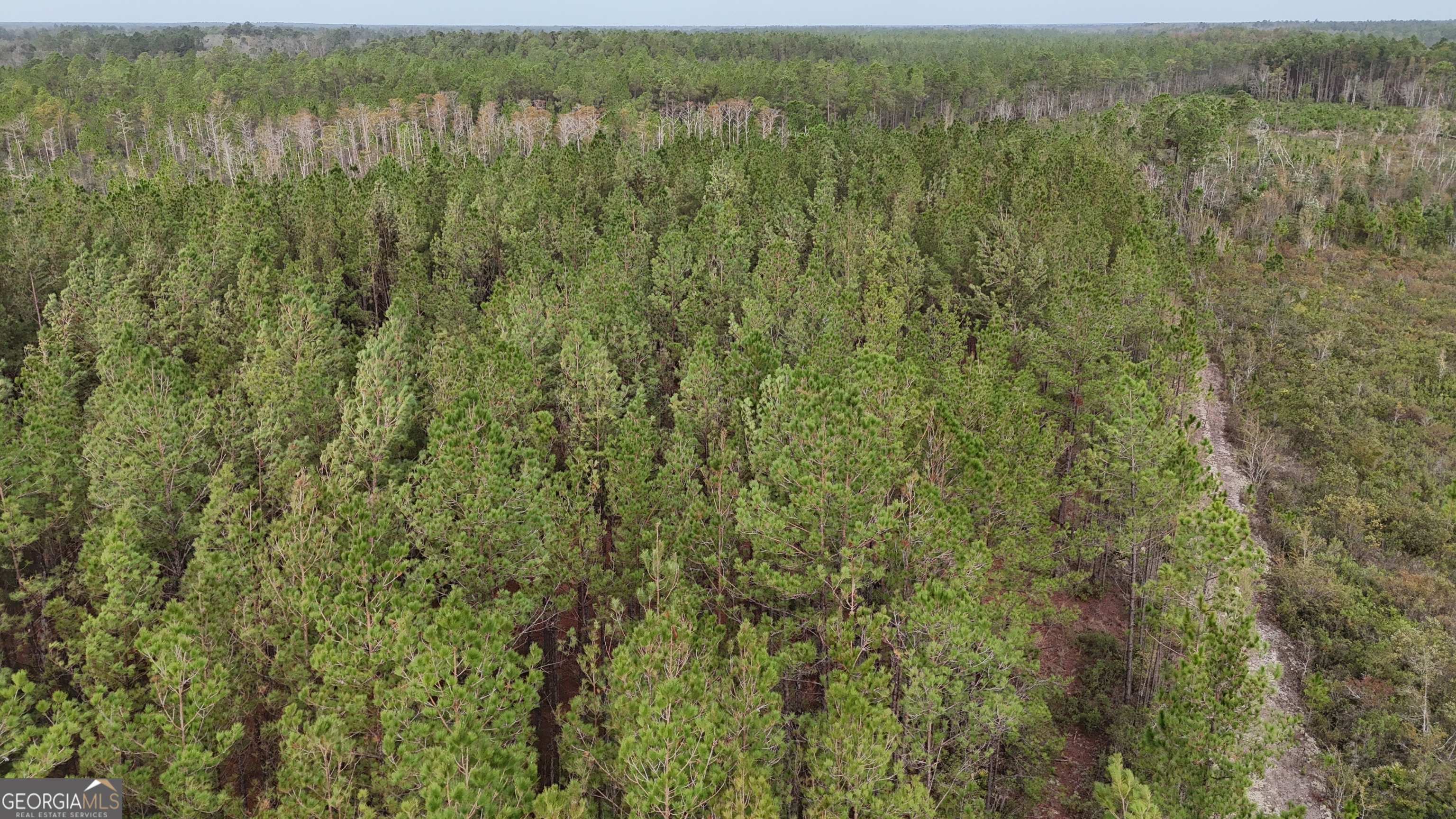 0 Thorn Bird Road Millwood, GA 31552 - Photo 1 of 1