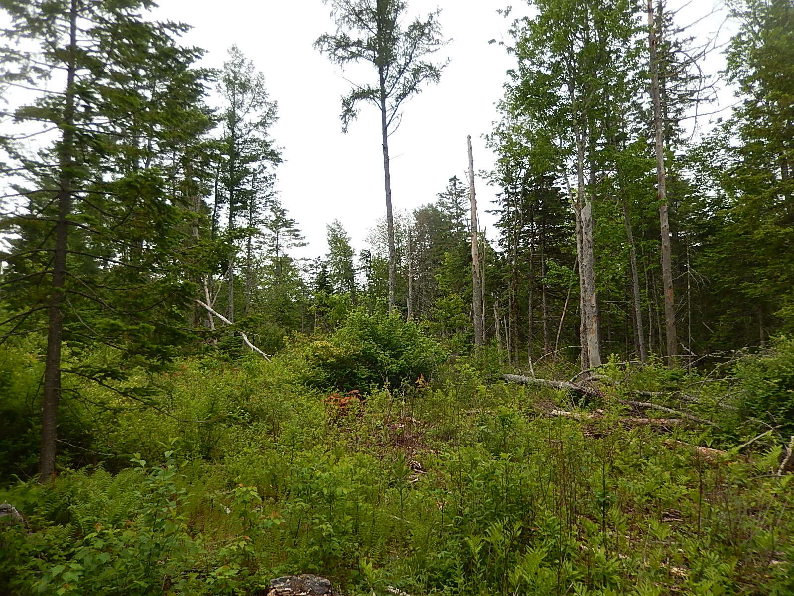 130 Reid Road Thorndike, ME 04986 - Photo 2 of 3 DSCN9951