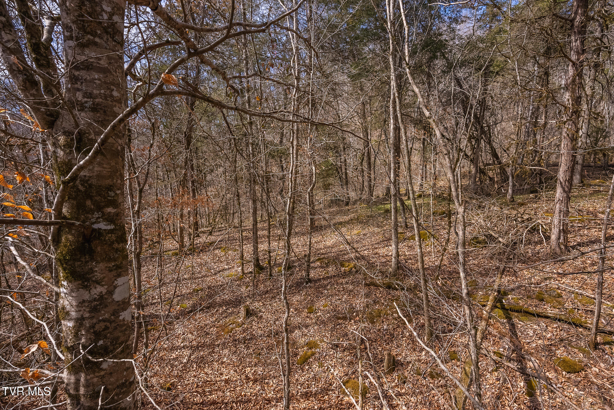 0 Big Springs Road Eidson, TN 37731 - Photo 46 of 49 DSC06623