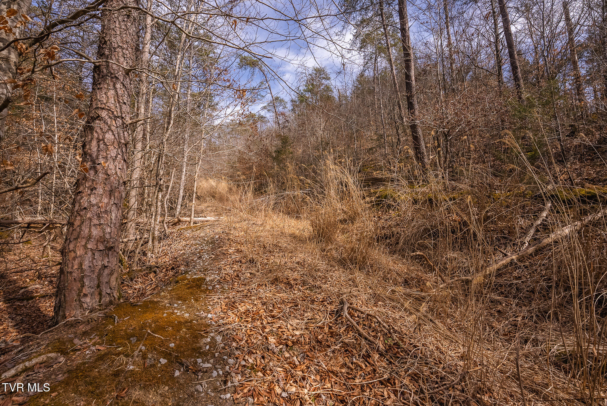 0 Big Springs Road Eidson, TN 37731 - Photo 47 of 49 DSC06624