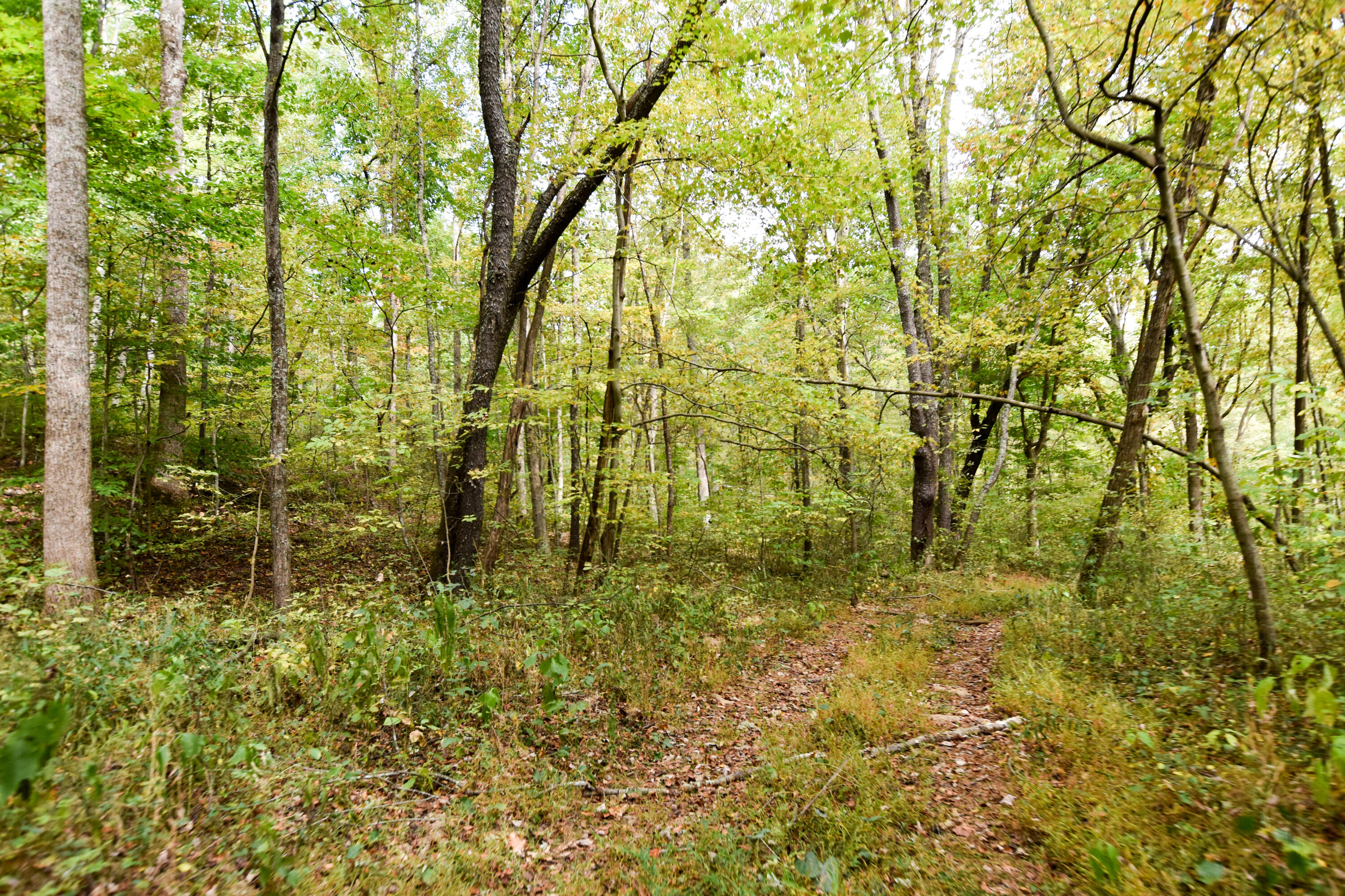 2390 Beechy Creek Road Wallingford, KY 41093 - Photo 68 of 89 DSC_0130