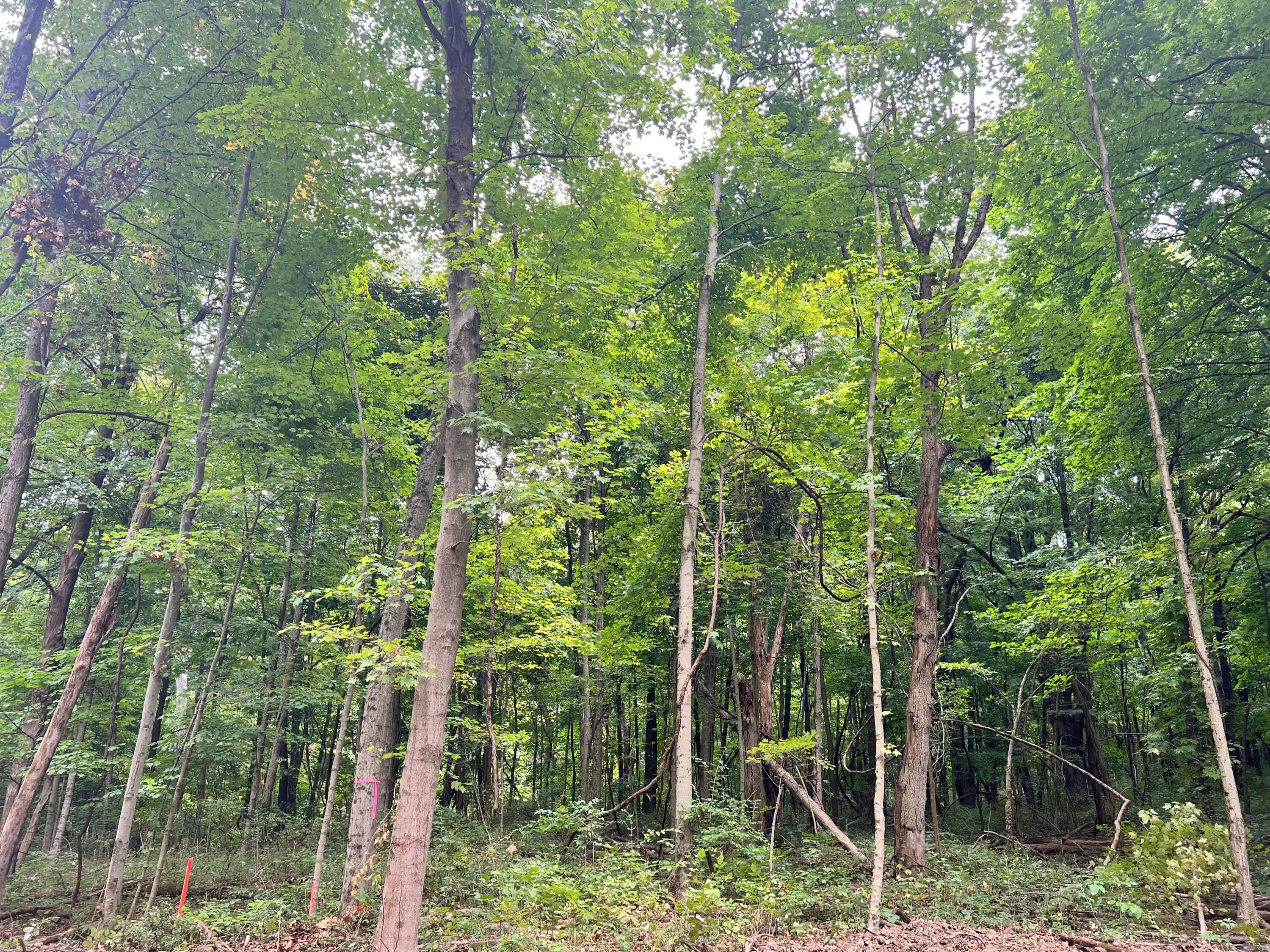 Lot 5 Royalton Road Southwest Lancaster, OH 43130 - Photo 6 of 12 10.07 Wooded Acres