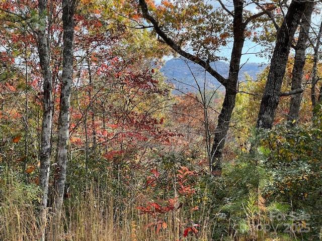Lot 2 Tobacco Branch Road Almond, NC 28702 - Photo 7 of 11 a view of a forest with a tree
