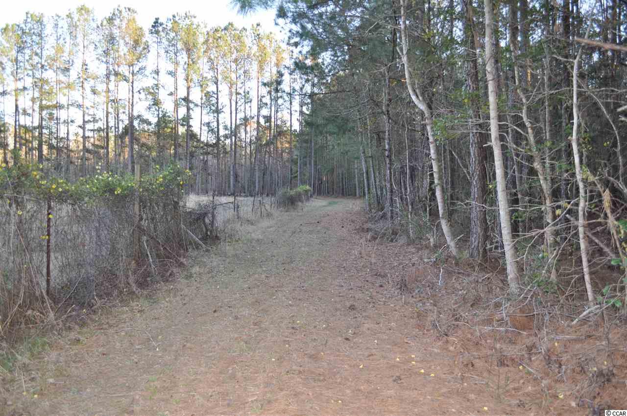 3351 Saints Delight Road Georgetown, SC 29440 - Photo 5 of 25 Gallery Image 5