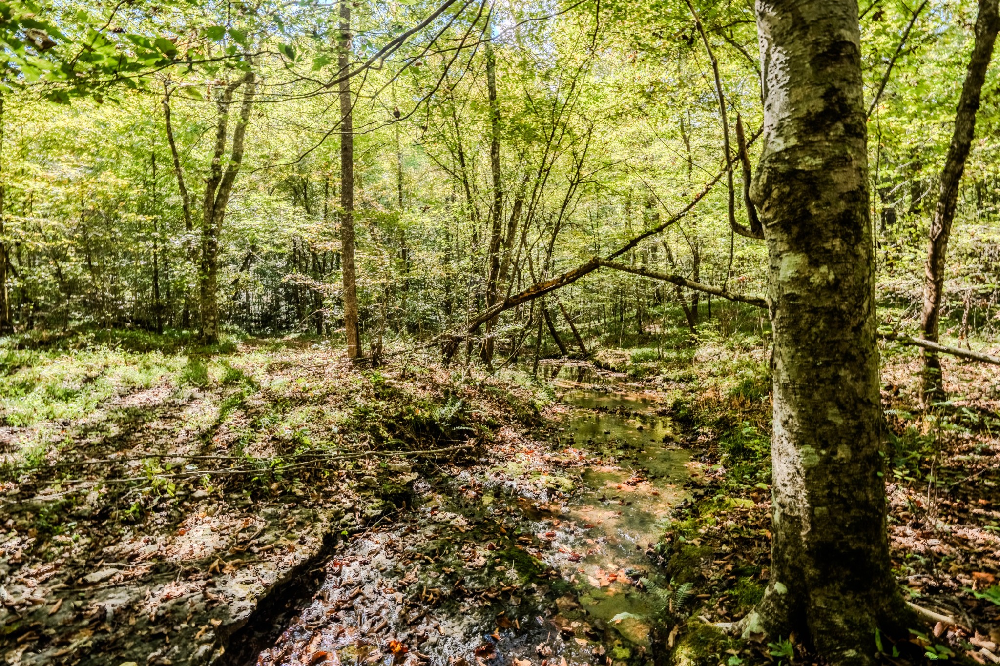 0 South Randall Road Westpoint, TN 38486 - Photo 60 of 79