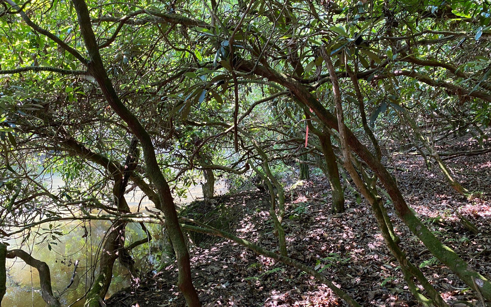 Lot 645 Wedowee Court Ellijay, GA 30540 - Photo 14 of 36 Additional View