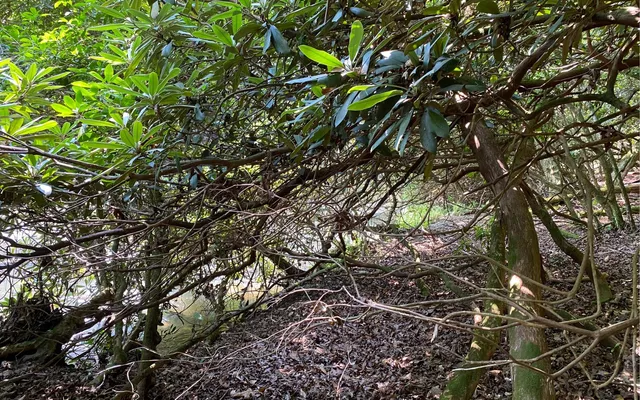 $69,900 | Lot 645 Wedowee Court, Ellijay, GA 30540