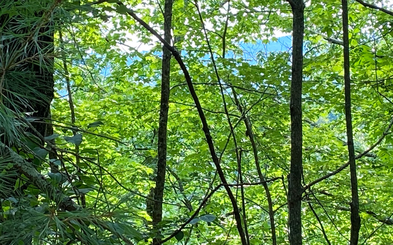 Lot 645 Wedowee Court Ellijay, GA 30540 - Photo 2 of 36 Additional View